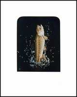 1995 - Jumping Trout